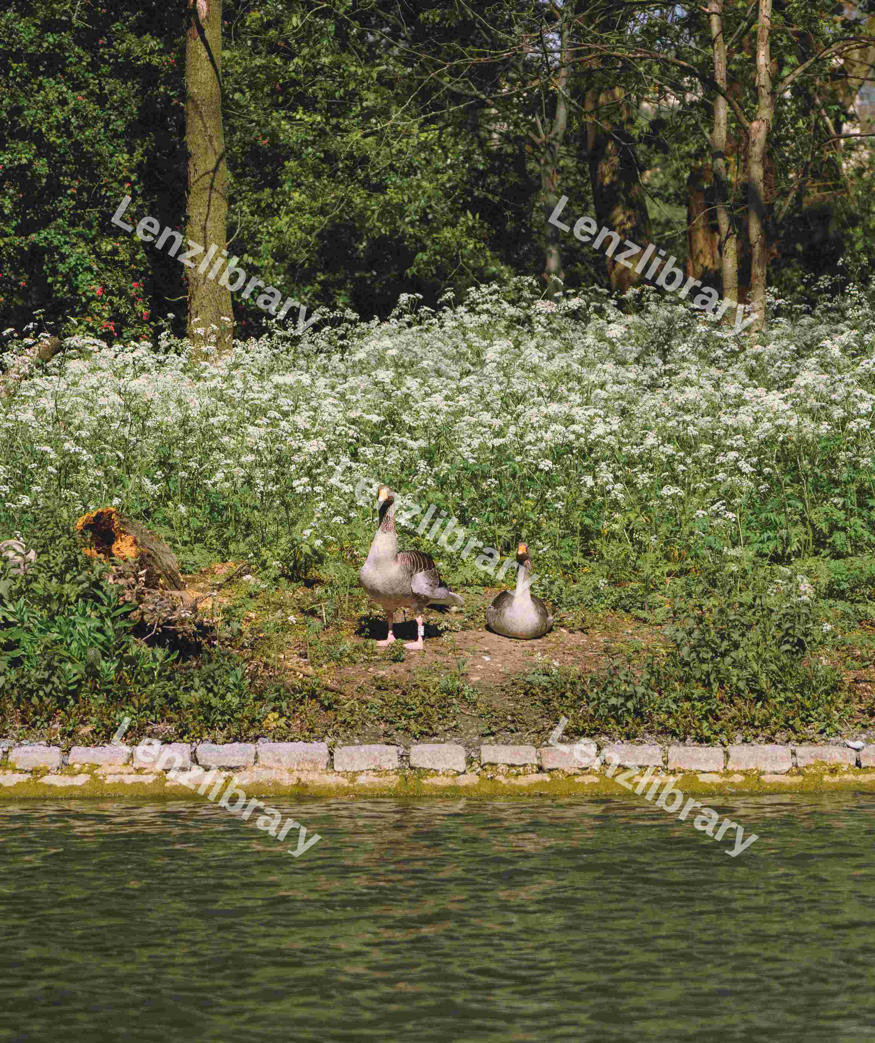 Two Egyptian Geese